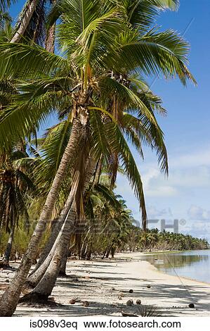 Beach with palm trees View Large Photo Image Stock Photography - Beach with palm trees. Fotosearch