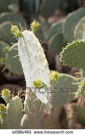 Stock Photography - Cactus, close up. Fotosearch