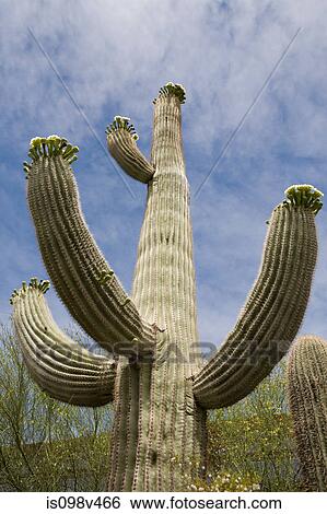 Cactus, low angle view View Large Photo Image Stock Photograph - Cactus, low angle view. Fotosearch