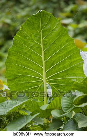 Stock Photo - Close up of green leaf. Fotosearch