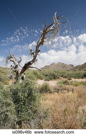 Stock Image - Dead tree in desert. Fotosearch