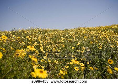 Stock Photo - Field of yellow daisies. Fotosearch