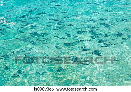 Stock Photography - Fish in the South Pacific Ocean. Fotosearch