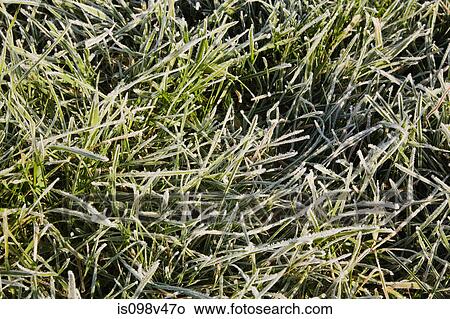 Frost covered grass, close up View Large Photo Image Picture - Frost covered grass, close up. Fotosearch
