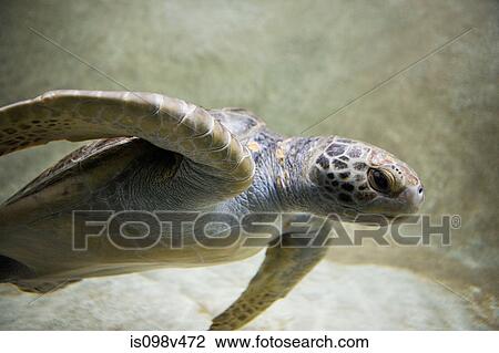 Green sea turtle View Large Photo Image Stock Image - Green sea turtle. Fotosearch