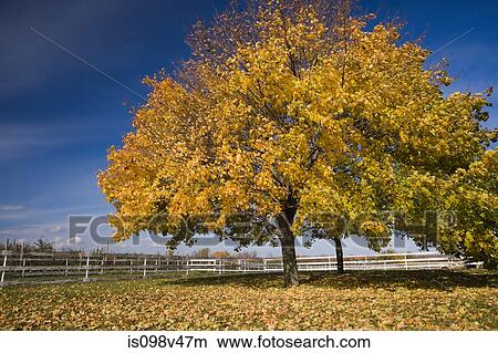 Maple tree in field, Quebec, Canada View Large Photo Image Picture - Maple tree in field, Quebec, Canada. Fotosearch