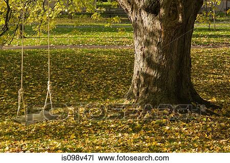Maple tree with swing, Quebec, Canada View Large Photo Image Stock Image - Maple tree with swing, Quebec, Canada. Fotosearch