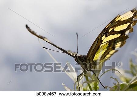 Stock Photo - Monarch butterfly. Fotosearch