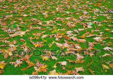 Oak leaves on the grass View Large Photo Image Stock Photography - Oak leaves on the grass. Fotosearch