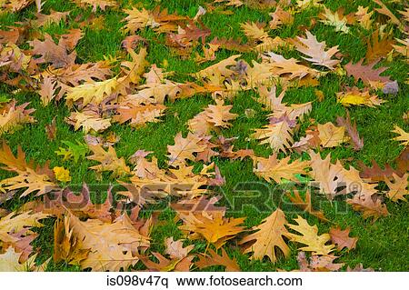 Oak leaves on the grass View Large Photo Image Stock Photography - Oak leaves on the grass. Fotosearch