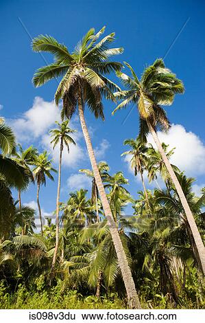 Stock Photograph - Palm trees. Fotosearch
