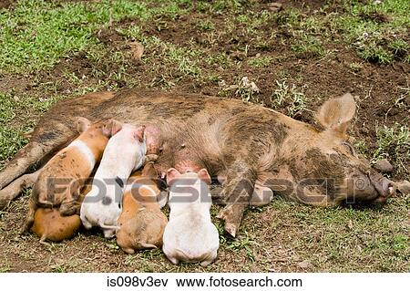 Piglets suckling View Large Photo Image Stock Photo - Piglets suckling. Fotosearch