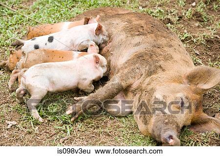 Piglets suckling View Large Photo Image Stock Photograph - Piglets suckling. Fotosearch