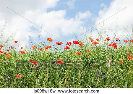 Poppy field, Prague, Czech Republic View Large Photo Image Stock Photo - Poppy field, Prague, Czech Republic. Fotosearch