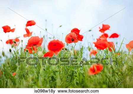 Poppy field, Prague, Czech Republic View Large Photo Image Stock Photo - Poppy field, Prague, Czech Republic. Fotosearch