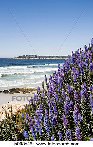 Purple flowers on Monterey coastline, California, USA View Large Photo Image Stock Photograph - Purple flowers on Monterey coastline, California, USA. Fotosearch
