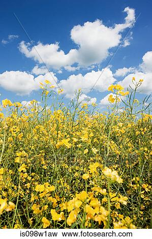 Rape field with blue sky and white clouds View Large Photo Image Stock Photo - Rape field with blue sky and white clouds. Fotosearch