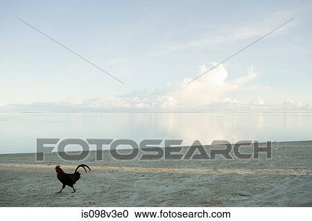 Stock Image - Rooster walking along beach. Fotosearch