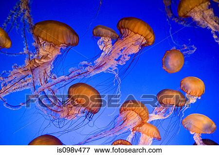 Sea nettle jellyfish View Large Photo Image Stock Photo - Sea nettle jellyfish. Fotosearch