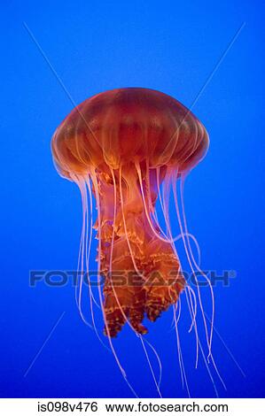 Stock Photograph - Sea nettle jellyfish. Fotosearch