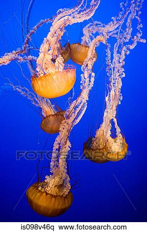 Sea nettle jellyfish View Large Photo Image Stock Photography - Sea nettle jellyfish. Fotosearch