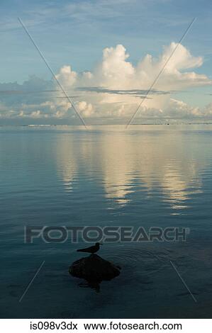 Seabird standing on rock in South Pacific Ocean View Large Photo Image Stock Photo - Seabird standing on rock in South Pacific Ocean. Fotosearch