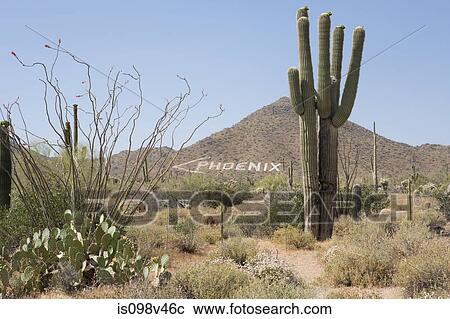 Stock Image - Sign on hill pointing to Phoenix, Arizona, USA. Fotosearch