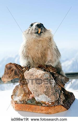 Stuffed marmot on Mount Zugspitze, Bavaria, Germany View Large Photo Image Stock Photograph - Stuffed marmot on Mount Zugspitze, Bavaria, Germany. Fotosearch