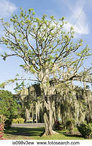 Stock Photo - Tree with hanging foliage. Fotosearch