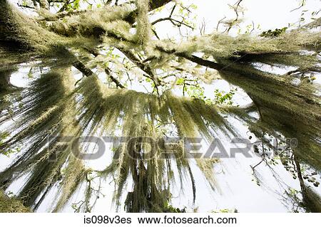 Tree with hanging foliage View Large Photo Image Stock Photograph - Tree with hanging foliage. Fotosearch