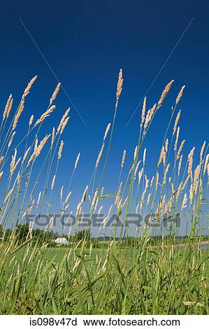 Wild grass, Quebec, Canada View Large Photo Image Stock Image - Wild grass, Quebec, Canada. Fotosearch