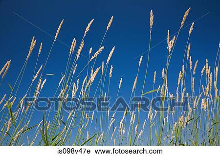 Wild grass, Quebec, Canada View Large Photo Image Stock Image - Wild grass, Quebec, Canada. Fotosearch