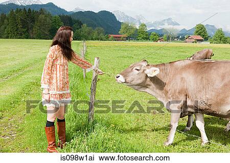 Woman feeding cow, Bavaria, Germany View Large Photo Image Stock Image - Woman feeding cow, Bavaria, Germany. Fotosearch