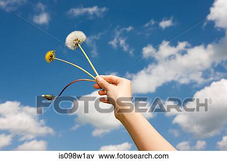 Woman's hand holding dandelion clocks View Large Photo Image Stock Photo - Woman's hand holding dandelion clocks. Fotosearch