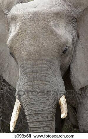 Stock Image - African elephant. Fotosearch