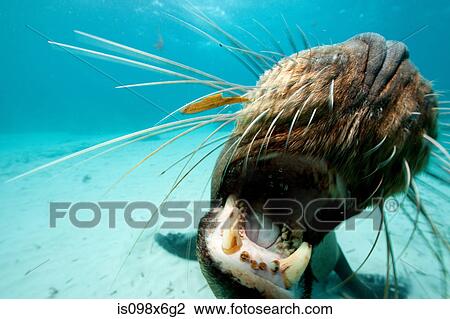 Australian sea lion View Large Photo Image Stock Image - Australian sea lion. Fotosearch