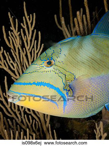 Colorful Queen Triggerfish View Large Photo Image Stock Image - Colorful Queen Triggerfish. Fotosearch