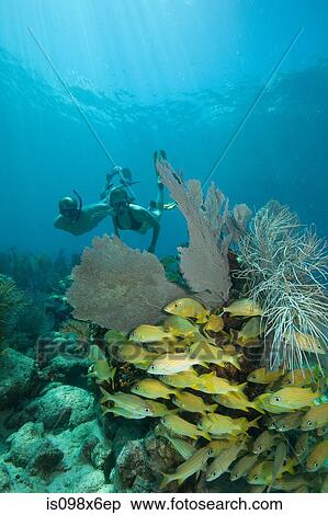 Couple snorkels on coral reef View Large Photo Image Stock Photography - Couple snorkels on coral reef. Fotosearch