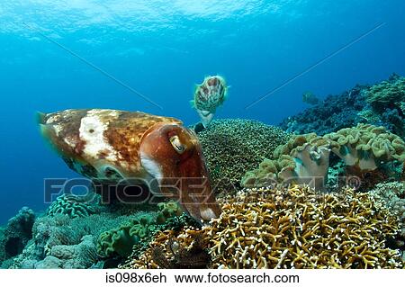 Cuttlefish lay eggs in coral View Large Photo Image Stock Image - Cuttlefish lay eggs in coral. Fotosearch