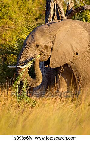 Stock Photo - Elephant, eating grass. Fotosearch