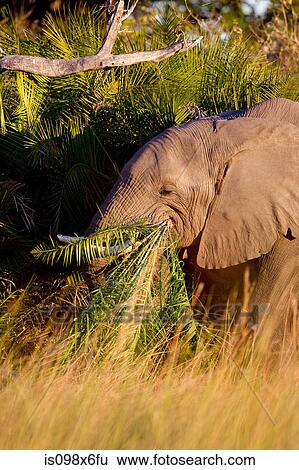 Elephant, eating grass View Large Photo Image Stock Photograph - Elephant, eating grass. Fotosearch