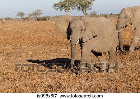 Elephants on the African Plains View Large Photo Image Stock Photo - Elephants on the African Plains. Fotosearch