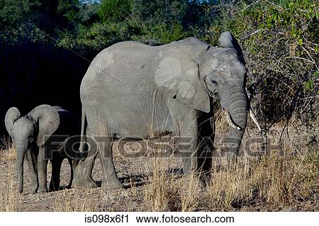 Female and baby elephant View Large Photo Image Stock Image - Female and baby elephant. Fotosearch
