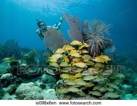 Female snorkeler on coral reef View Large Photo Image Picture - Female snorkeler on coral reef. Fotosearch