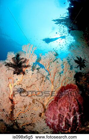Gorgonian and basket sponge View Large Photo Image Stock Photography - Gorgonian and basket sponge. Fotosearch