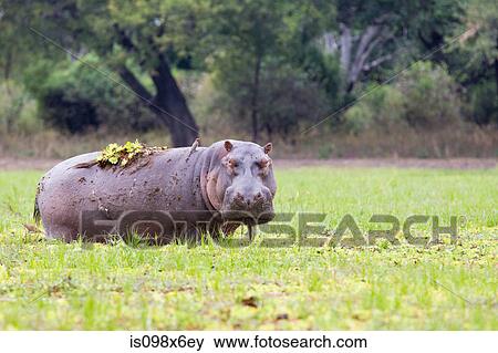 Grazing Hippopotamus View Large Photo Image Stock Photo - Grazing Hippopotamus. Fotosearch