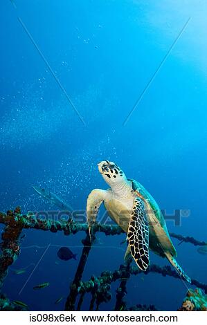 Hawksbill turtle on shipwreck View Large Photo Image Stock Image - Hawksbill turtle on shipwreck. Fotosearch