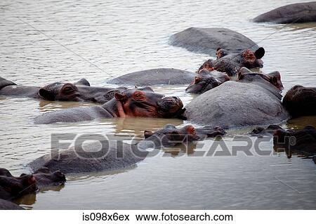 Stock Photo - Herd of Hippos cooling off. Fotosearch
