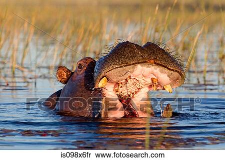 Hippo feeds on river grass View Large Photo Image Stock Photography - Hippo feeds on river grass. Fotosearch