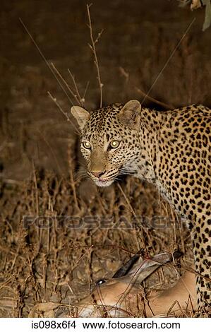 Picture - Leopard with fresh kill. Fotosearch